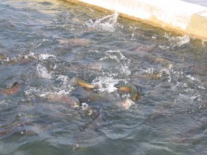 IMG_0695